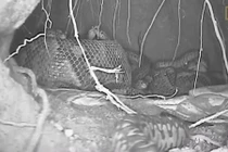 Trăn mẹ biến cơ thể thành lò sưởi truyền hơi ấm cho con