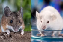Sự thật khó tin: Đôi chuột thí nghiệm đắt ngang xe hơi tiền tỉ