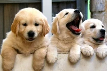 Hai giống chó thân thiện với trẻ em nhất thế giới