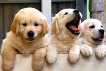 Hai giống chó thân thiện với trẻ em nhất thế giới