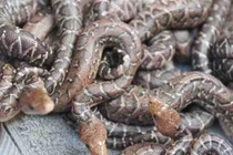 Rắn biết “bày binh bố trận”, đi săn theo “băng đảng“