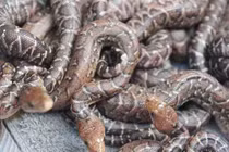 Rắn biết “bày binh bố trận”, đi săn theo “băng đảng“