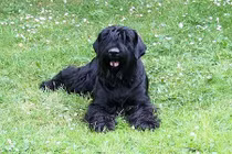 Hé lộ "xuất thân" loài siêu chó sục đen Nga