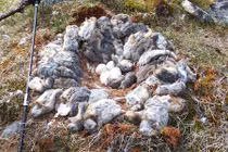 Cách cú tuyết dự trữ thức ăn cho chim non gây choáng váng