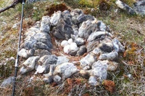 Cách cú tuyết dự trữ thức ăn cho chim non gây choáng váng