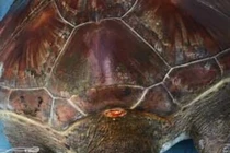 Khám phá quy trình nội soi gắp rác thải trong bụng rùa biển