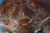 Khám phá quy trình nội soi gắp rác thải trong bụng rùa biển