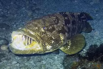 Kinh hoàng cá mú quái vật nặng 2 tạ nuốt chửng cá mập