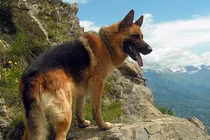 Điều thú vị về giống chó Berger Đức thông minh, trung thành