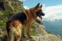 Điều thú vị về giống chó Berger Đức thông minh, trung thành