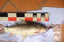 Giải mã loài cá lạ "cứ ăn vào là say như uống rượu"