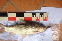 Giải mã loài cá lạ "cứ ăn vào là say như uống rượu"