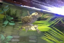 Thích thú loạt ảnh “nụ cười” đáng yêu của các loài động vật