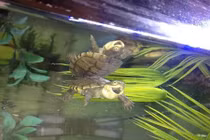 Thích thú loạt ảnh “nụ cười” đáng yêu của các loài động vật