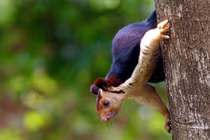 Thăm loài sóc sặc sỡ nhất hành tinh, lòe loẹt như tranh vẽ