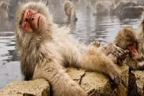 Xem khỉ tuyết mê đắm trong suối nước nóng