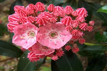 Kinh hãi loài hoa quen thuộc, chứa chất độc chết người