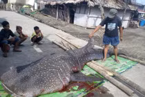 Mổ xác cá mập tắc thở, phát hiện điều đáng báo động