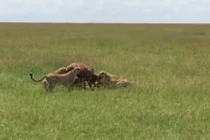 Linh cẩu ham ăn mở đường thoát cho linh dương