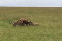 Linh cẩu ham ăn mở đường thoát cho linh dương