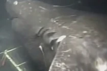 Tranh cãi nảy lửa về cá mập "quái vật", nặng gấp 5 xe buýt