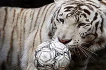 Thích thú cảnh động vật sở thú Nga chơi bóng mừng World Cup 2018