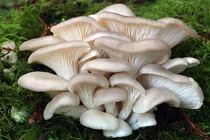 Loài nấm nhìn hiền khô nhưng ăn thịt và săn mồi tàn bạo