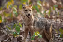 Khám phá thú vị ít ai biết về sói rừng Việt Nam quý hiếm