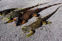 Đông cứng người, rồng Nam Mỹ bỗng sống lại, tấn công người 