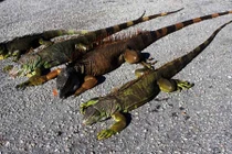 Đông cứng người, rồng Nam Mỹ bỗng sống lại, tấn công người 