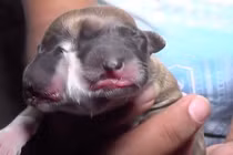 Chó hai đầu bốn mắt gây xôn xao