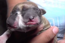 Chó hai đầu bốn mắt gây xôn xao