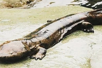 Thực trạng chấn động về động vật lưỡng cư lớn nhất thế giới