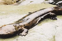 Thực trạng chấn động về động vật lưỡng cư lớn nhất thế giới