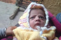 Khỉ xông vào nhà dân, cướp bé 12 ngày tuổi đang bú mẹ