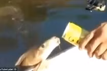 Kỳ lạ cá nhảy lên thuyền, uống gần hết lon bia rồi bơi đi