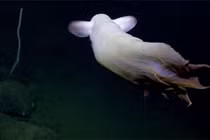Gặp bạch tuộc trắng như ma, giống voi biết bay dưới biển