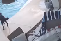 Chó nhảy xuống hồ bơi cứu bạn đuối nước như trong phim