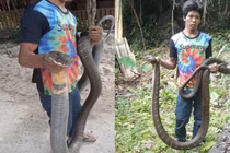Bắt rắn hổ mang chúa siêu khủng, dân kính gọi bằng "ông"