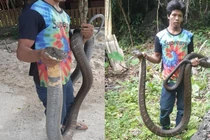 Bắt rắn hổ mang chúa siêu khủng, dân kính gọi bằng "ông"