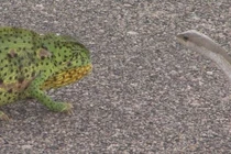 Rắn Mamba đen cực độc "bất lực" với tắc kè hoa lỳ đòn