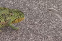 Rắn Mamba đen cực độc "bất lực" với tắc kè hoa lỳ đòn