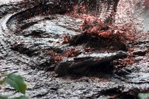 Ghê rợn những vụ động vật khát máu thảm sát con người