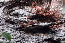 Ghê rợn những vụ động vật khát máu thảm sát con người