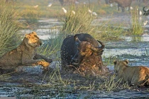 Nhóm sư tử tan tác vì chọc giận trâu rừng