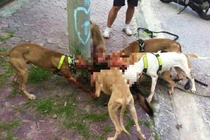 Chó Pitbull hung dữ cắn xé đồng loại đẫm máu