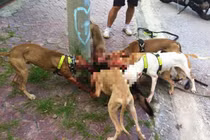 Chó Pitbull hung dữ cắn xé đồng loại đẫm máu