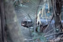 Việt Nam có 1 trong 8 loài ĐVQH nhất TG nguy cơ tuyệt chủng