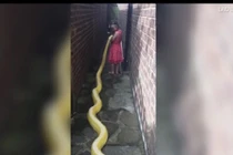 Rùng mình bé gái 5 tuổi thân mật với trăn khổng lồ