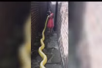 Rùng mình bé gái 5 tuổi thân mật với trăn khổng lồ